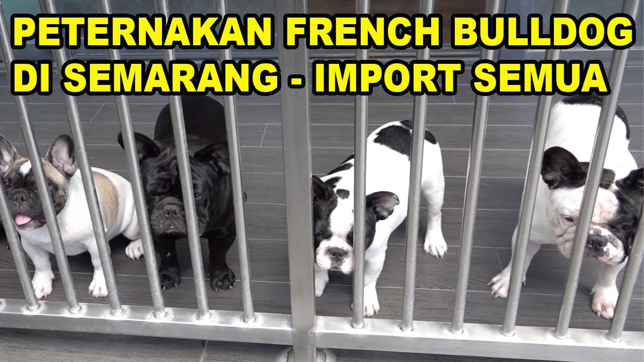 PETERNAKAN FRENCH BULLDOG DI SEMARANG - MATERINYA IMPORT SEMUA