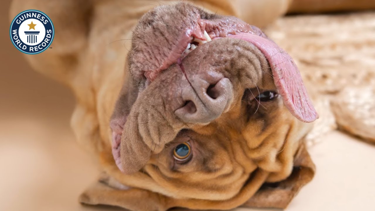 LONGEST Tongue on a Dog | Guinness World Records