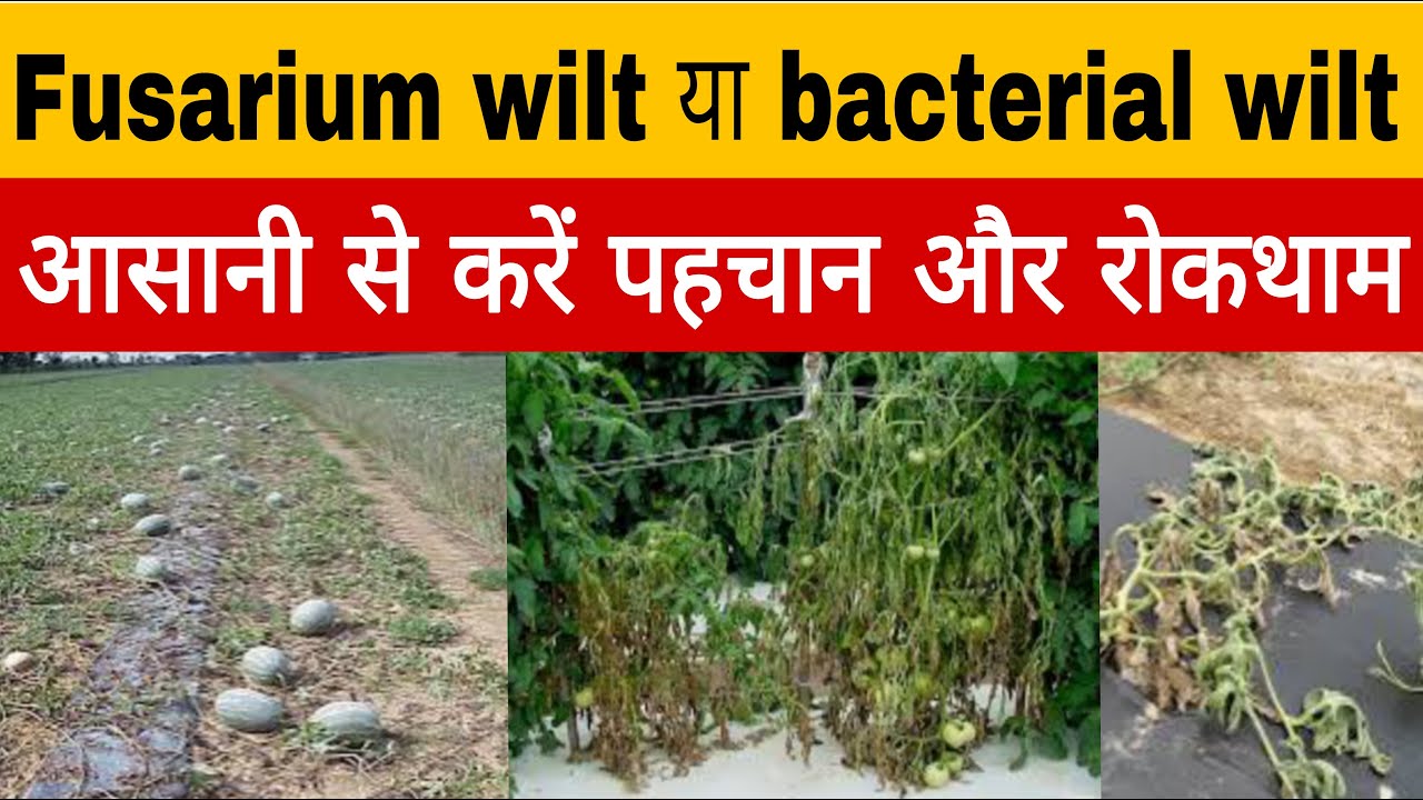 फ्यूजेरियम विल्ट व बैक्टीरियल विल्ट की पहचान व रोकथाम | best fungicide for fusarium wilt |