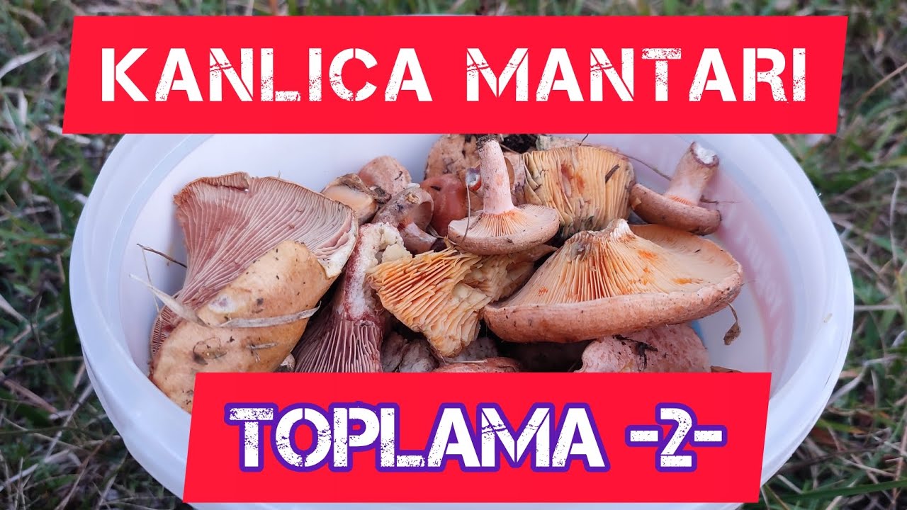 KANLICA MANTARI TOPLAMA -2- (MANTAR AVI / ÇAM MANTARI / ÇİNTAR MANTARI / MANTAR BOLLUĞU)