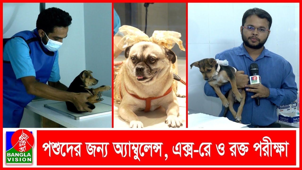 মানুষের মতো আধুনিক সেবা দিতে ঢাকায় কুকুর-বিড়ালের হাসপাতাল চালু