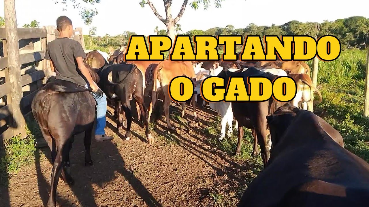 APARTANDO O GADO