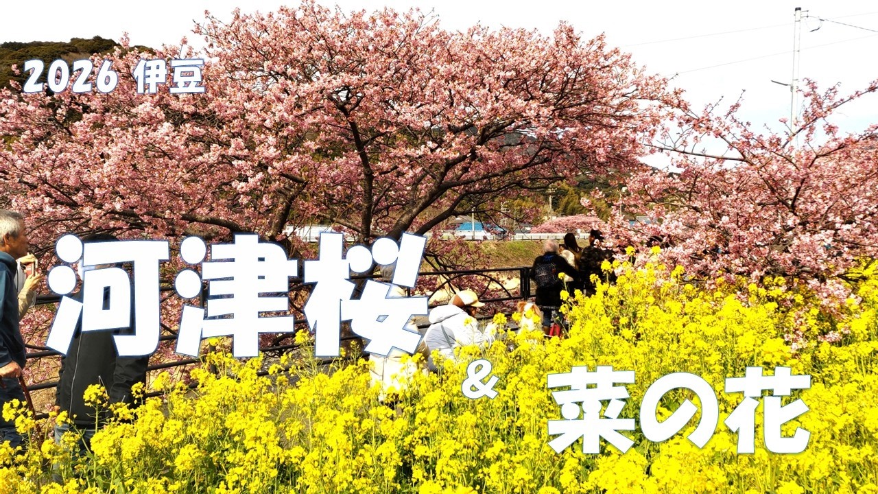 2026 伊豆・河津町　　　お花見！　河津川両岸　「河津桜」の下を歩く・・