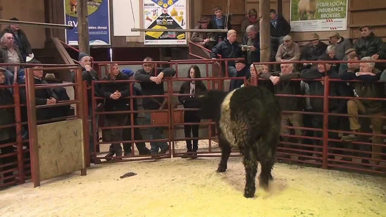 Kirkcambeck Cattle Sale held at Longtown Mart April 2nd 2013