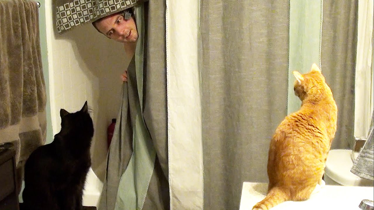Living With Cats - House Guest Edition