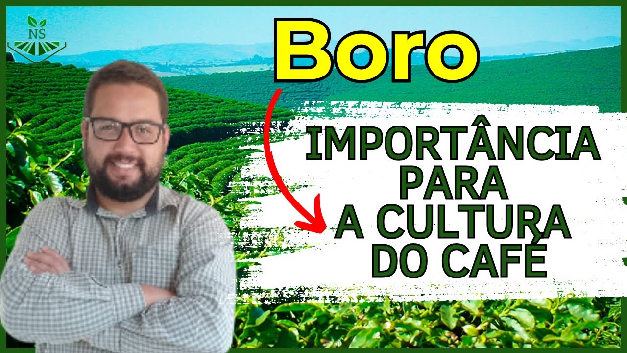 ENTENDA a importância do BORO para a cultura do CAFÉ