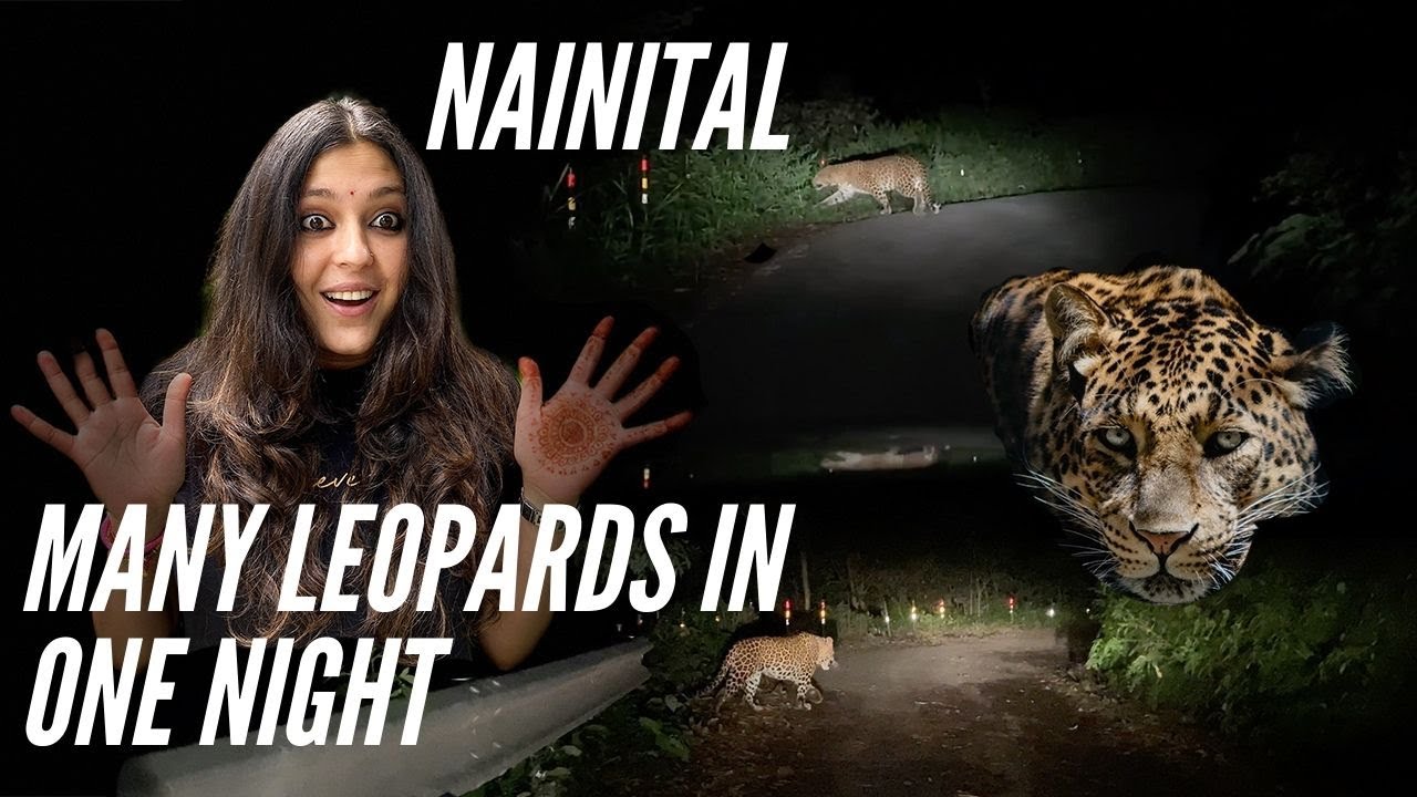 Nainital - Many Leopards In One Night #nainitrails