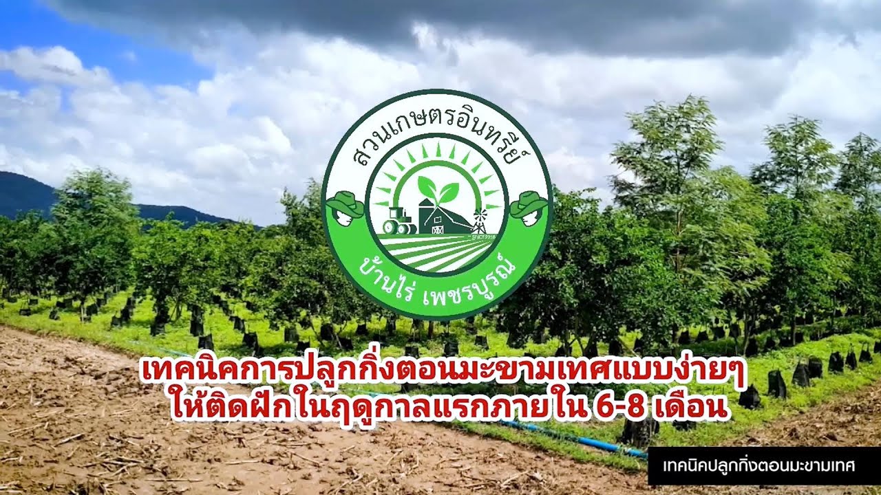เทคนิคปลูกมะขามเทศ