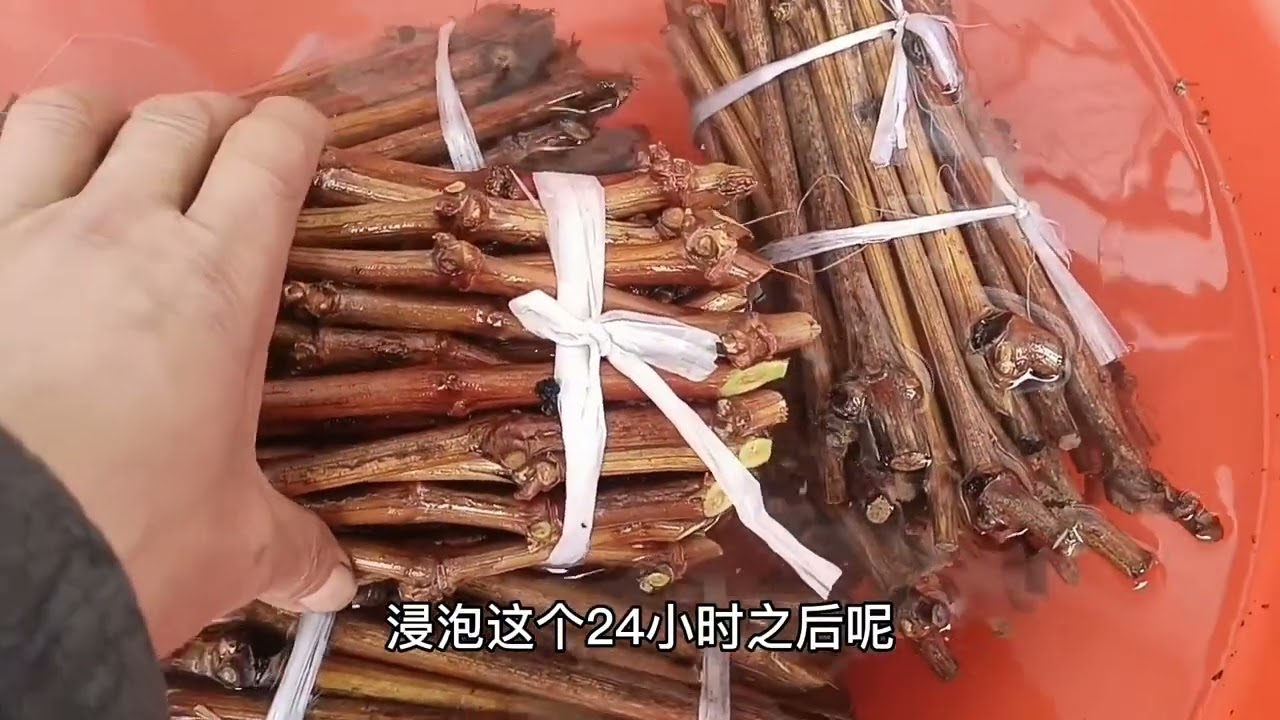 太漂亮了！5龄年产200斤的庭院葡萄，原来是倒置法培养出来的树苗#农村生活 #记录真实生活
