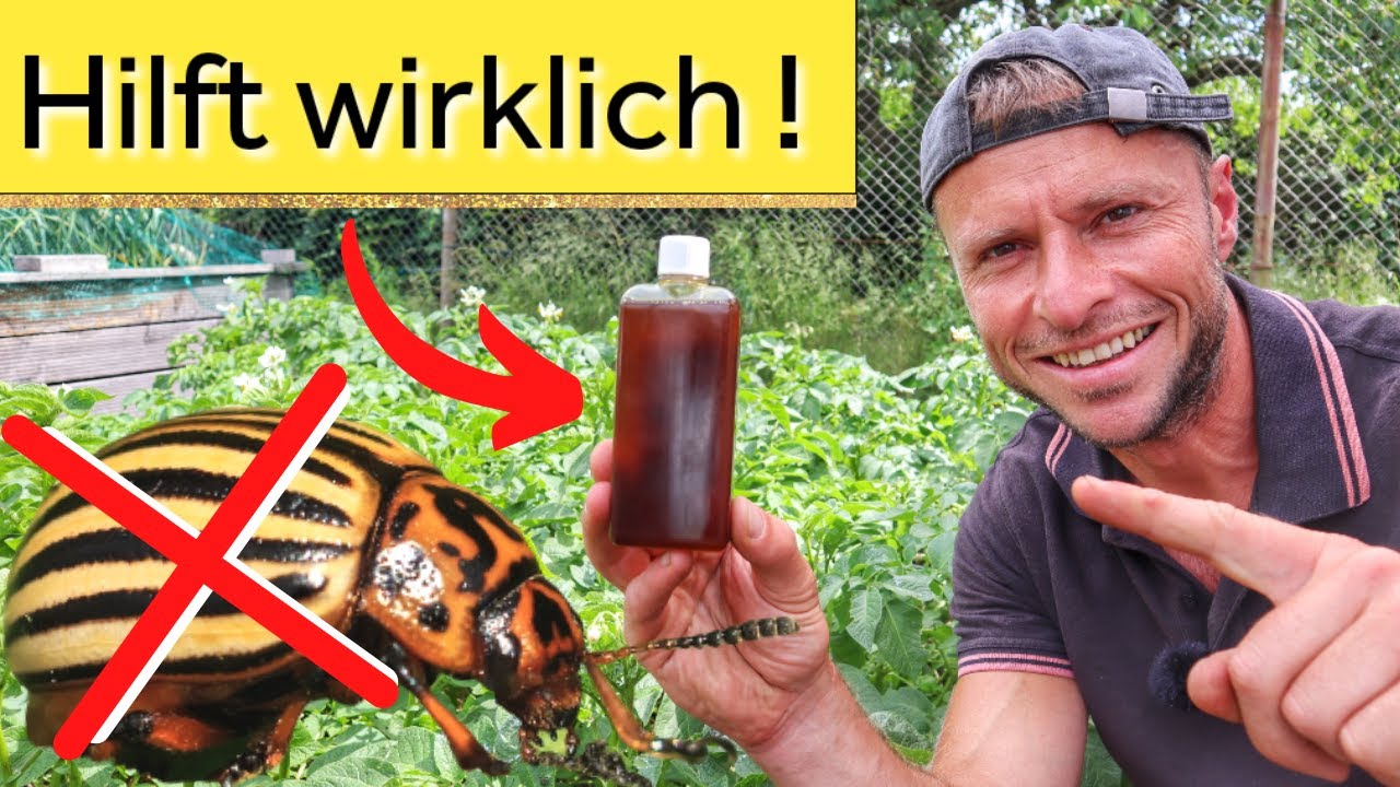 Tschüss Kartoffelkäfer🪲Natürlich vorbeugen & bekämpfen.