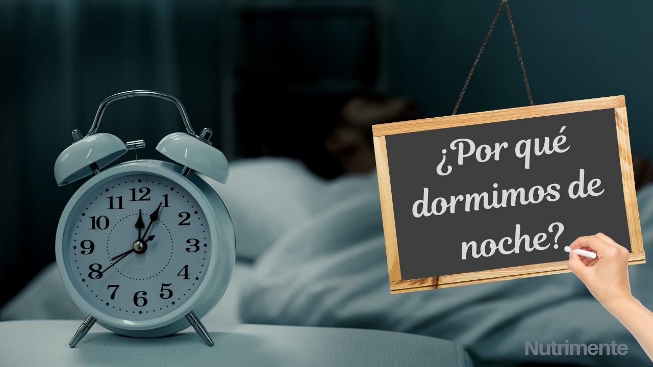 Los RITMOS CIRCADIANOS | Sueño REM y no REM