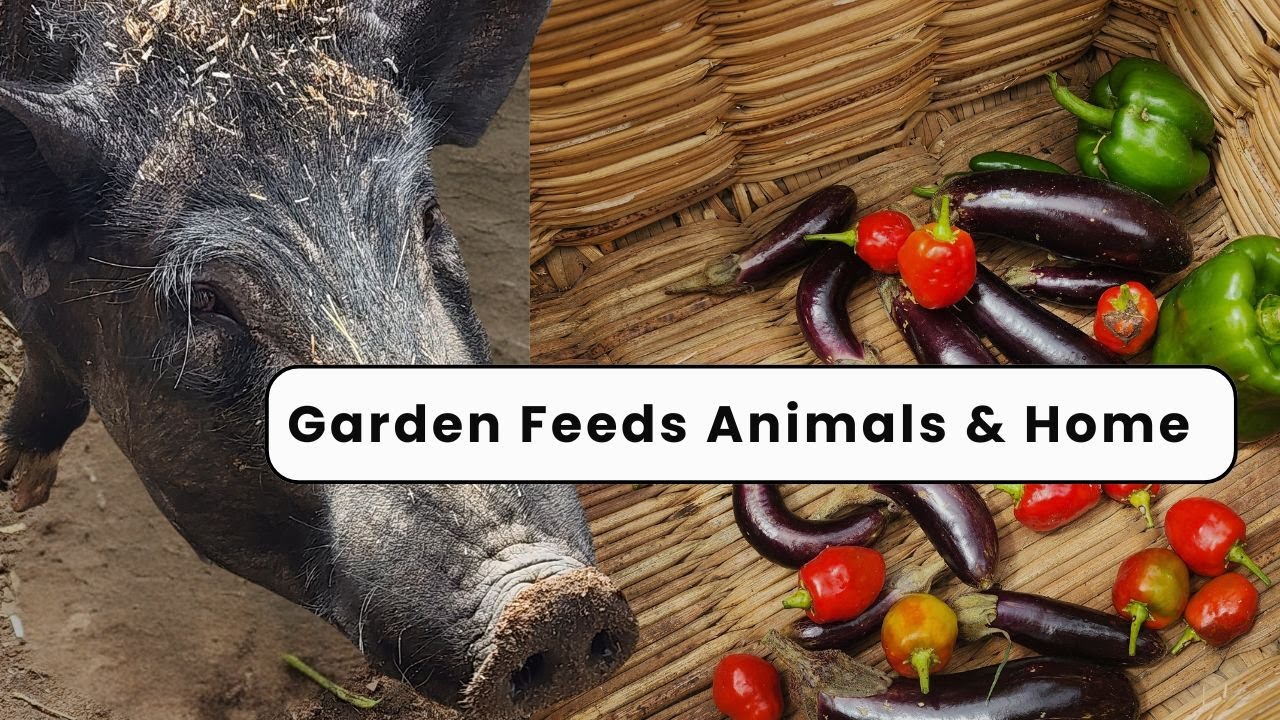 Harvesting Garden Greens for Livestock | Quiet Homestead Day