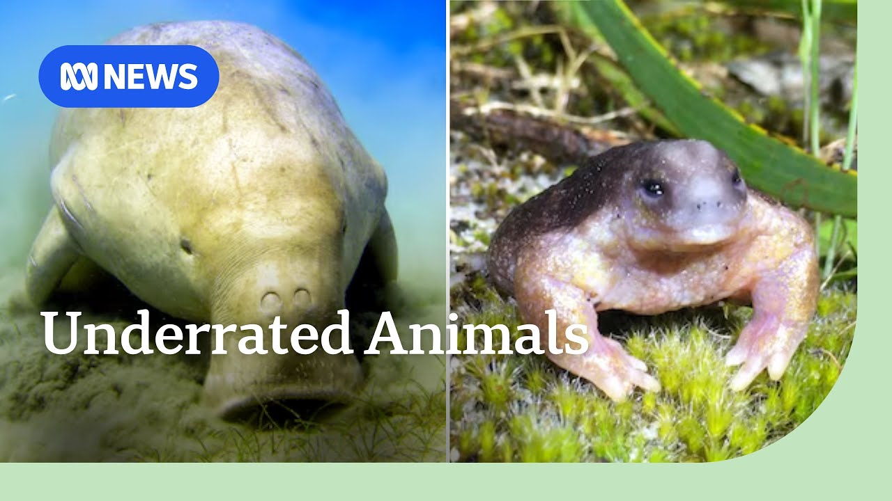 What is Australia's most underrated animal? | ABC NEWS