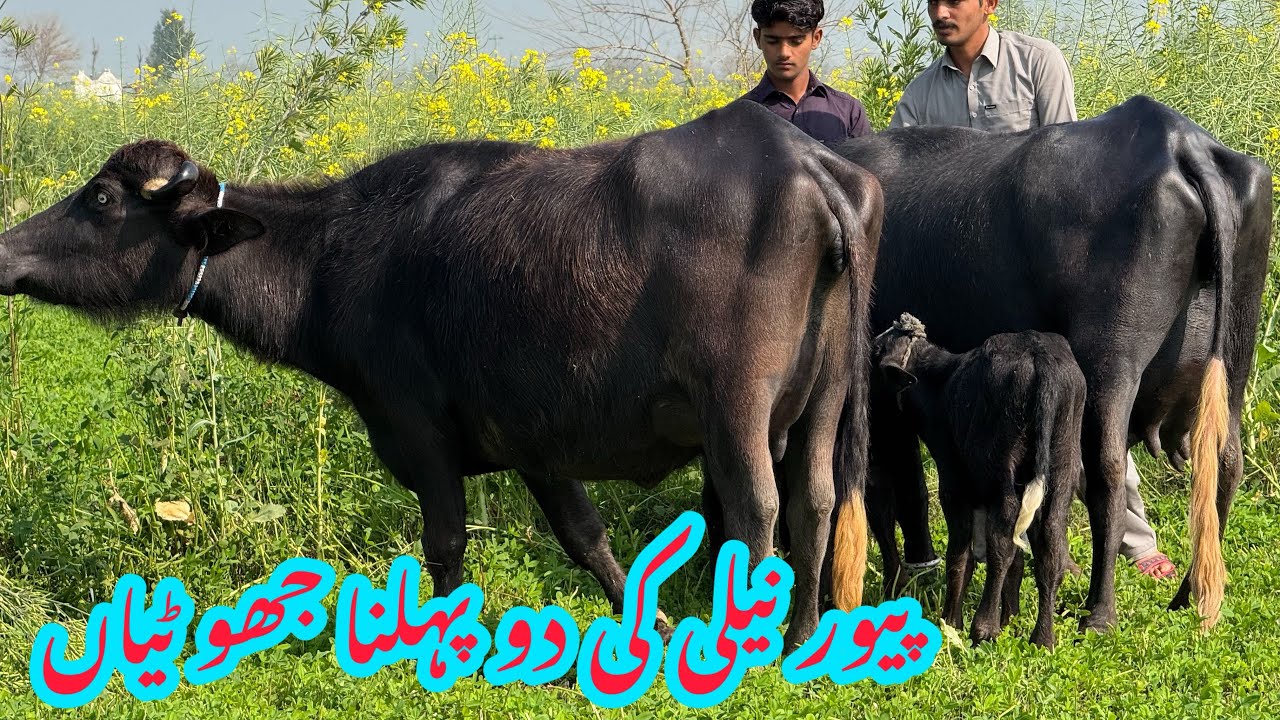 Pure Nili high milking buffalo for sale in Punjab Pakistan on YouTube ￼