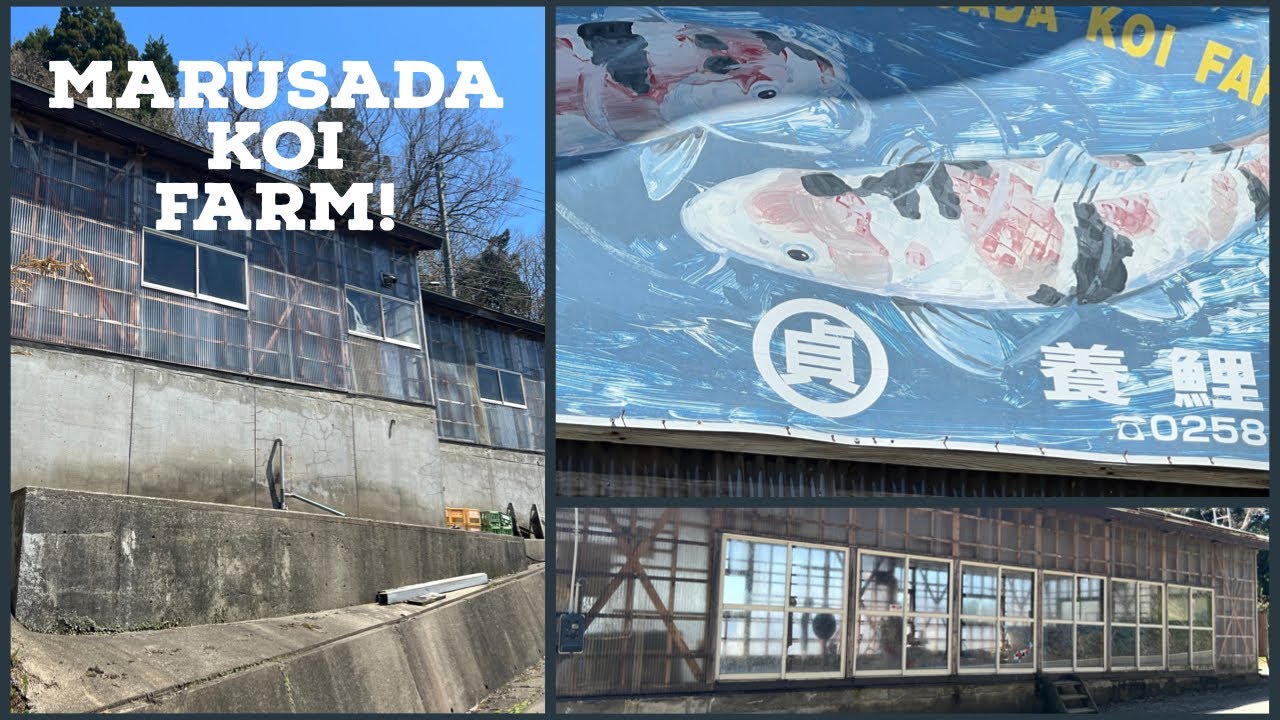 MARUSADA KOI FARM! TANCHO SHOWA AND TANCHO KUJAKU!!