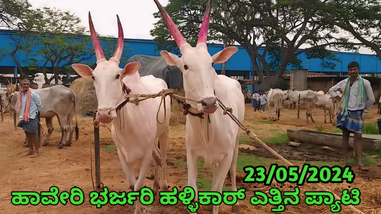 Haveri Hallikar Bulls Market | ಹಾವೇರಿ ಭರ್ಜರಿ ಹಳ್ಳಿಕಾರ್ ಎತ್ತಿನ ಪ್ಯಾಟಿ || Every Thursday Morning Bazor