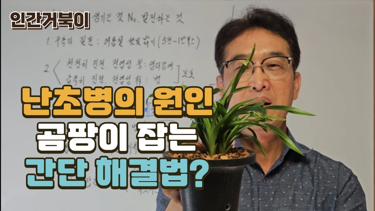 난초병의 원인, 곰팡이 잡는 간단 해결법