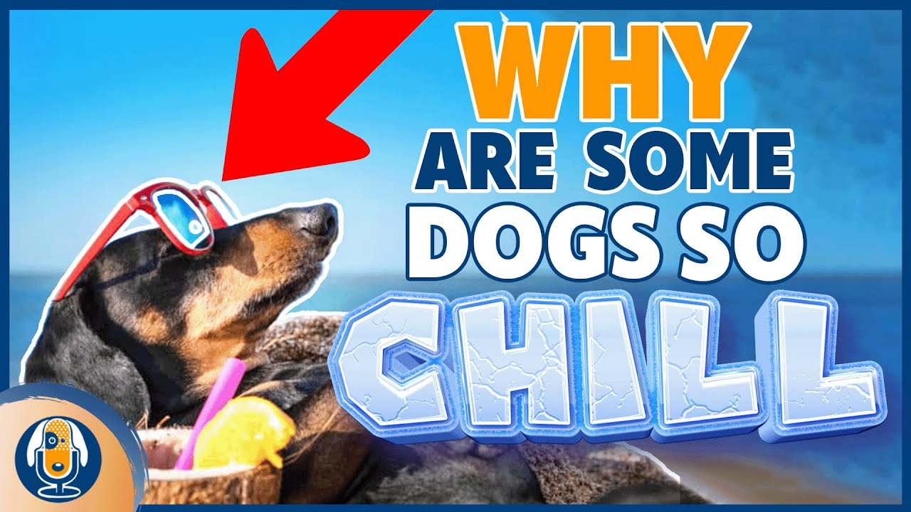 Self Regulation Helping Shy, Hyper, Anxious Or Fearful Dogs To A Better Life #219 #podcast
