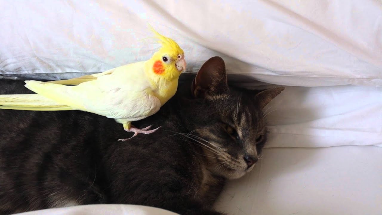 Bird protecting cat