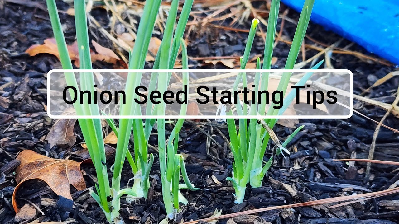 LIVE CHAT: Onion Seed Starting Tips