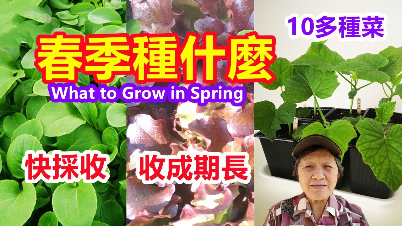 春季種什麼？最快採收的菜，收成期更長的菜，需要室內育苗的菜, What to Grow in Spring, Mars Hydro