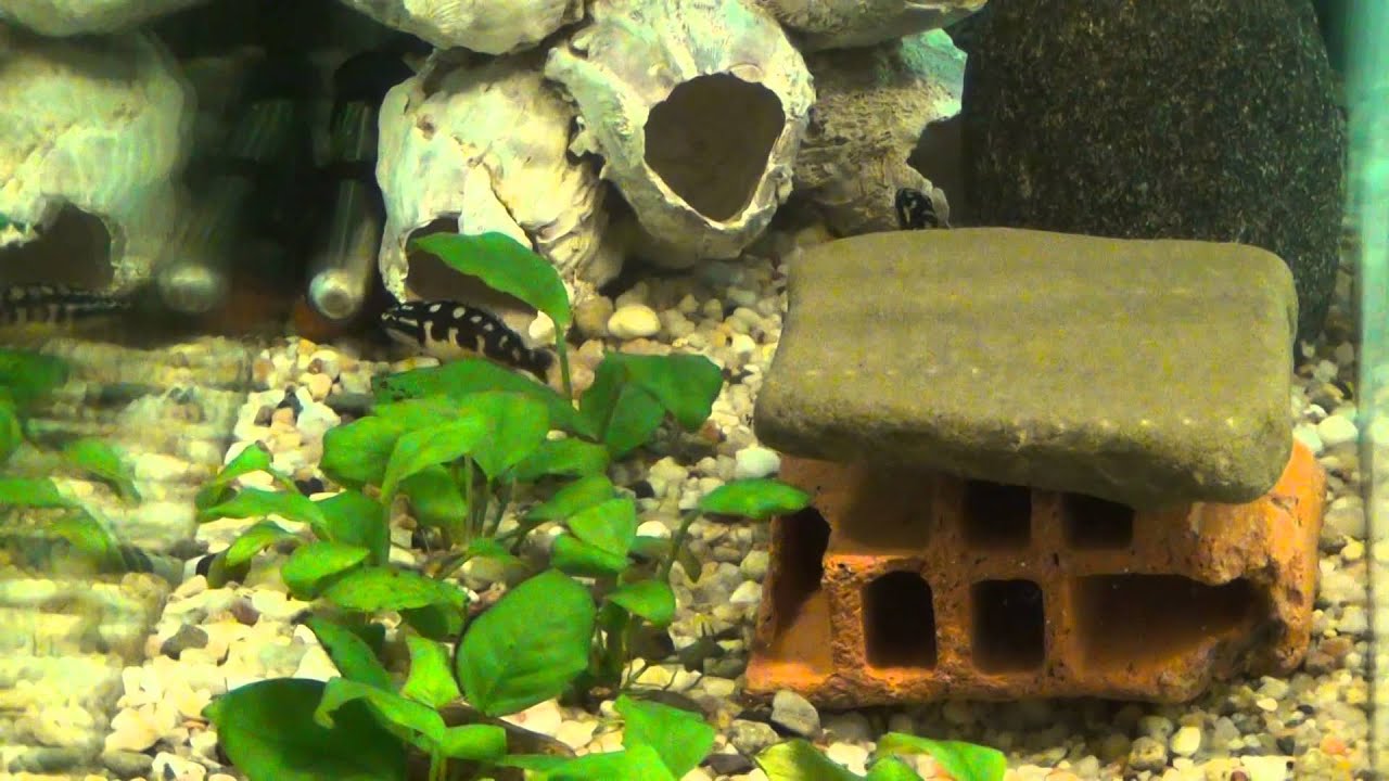 Julidochromis Transcriptus Kisi AQUA LAB