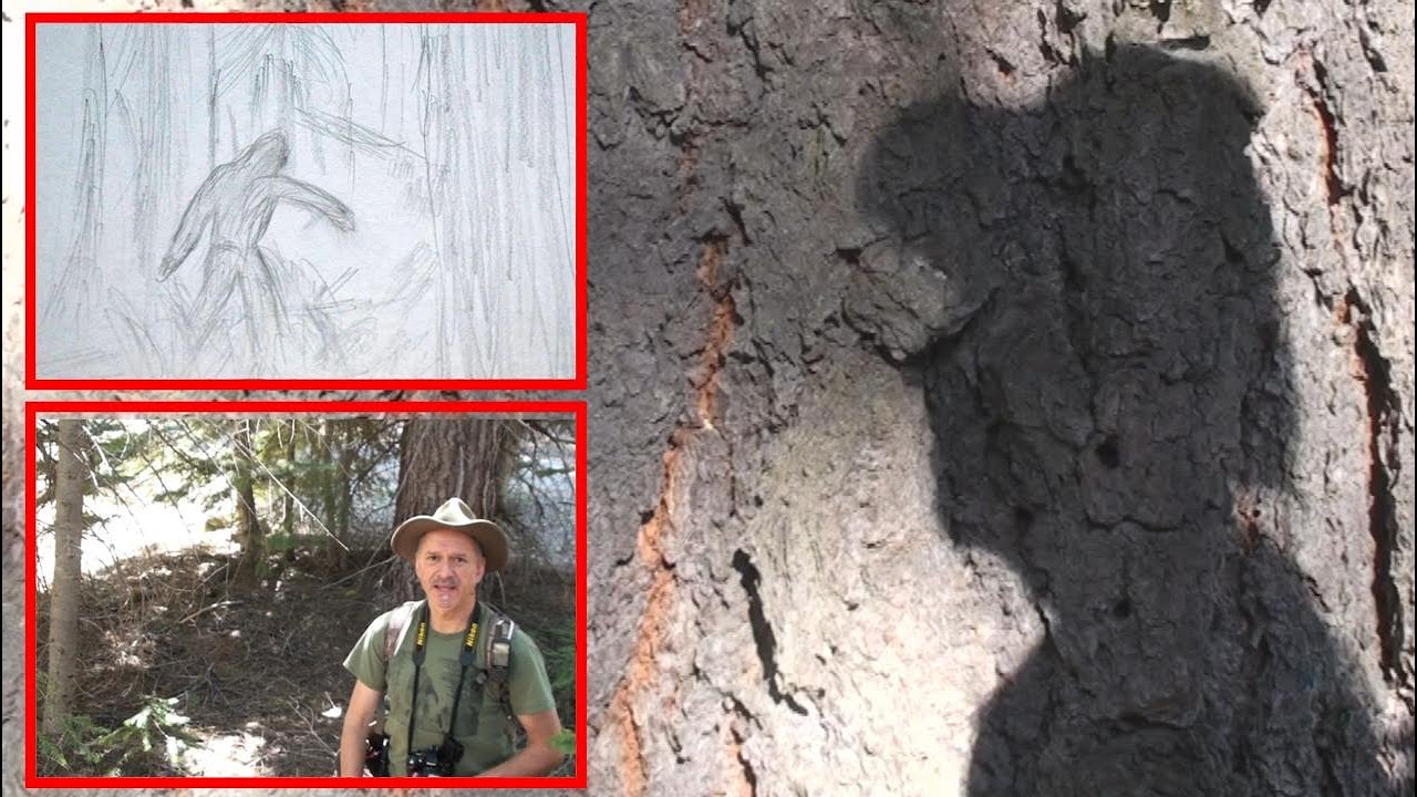 Sasquatch / Bigfoot Migration The Sasquatch are on the Move and I am in the Field Searching for Them