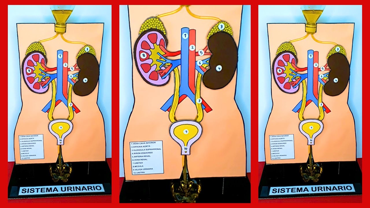 COMO HACER UNA MAQUETA DEL SISTEMA URINARIO FUNCIONAL