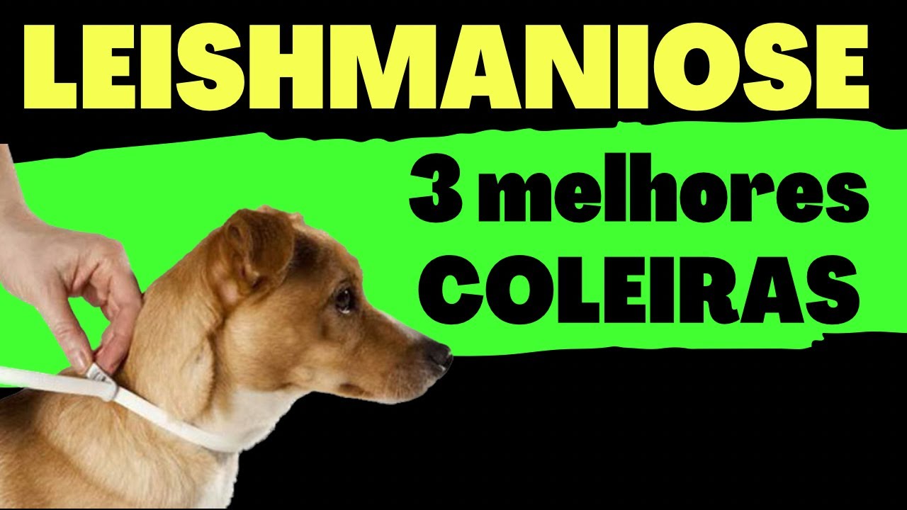 3 melhores COLEIRAS LEISHMANIOSE! | Cachorro