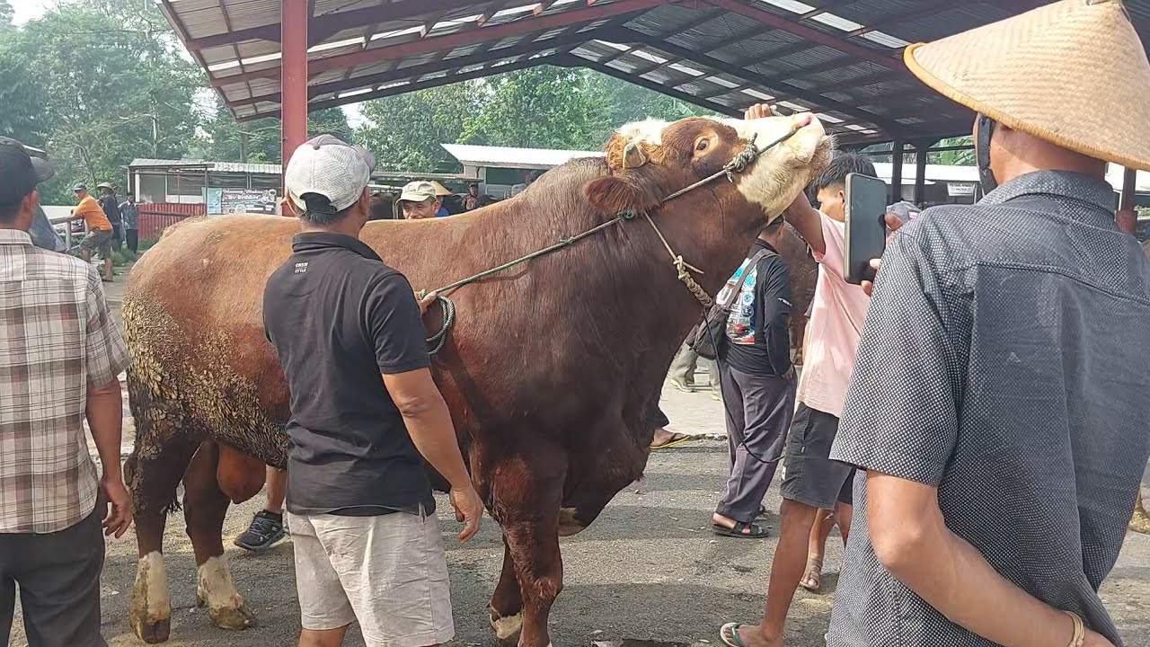 SAPI JUMBO 55JT DATANG LANGSUNG DIBELI JURAGAN❗️