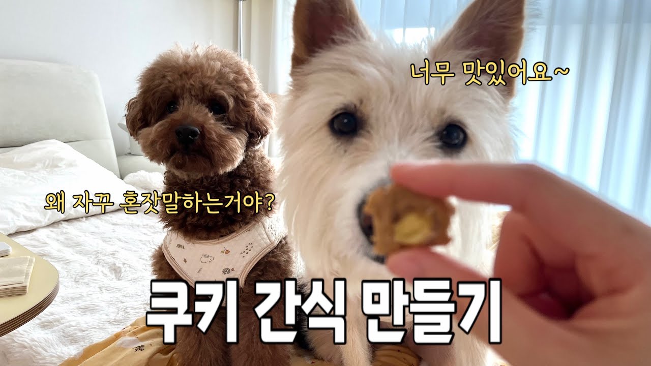 집에서 만드는 강아지 수제 쿠키 간식 | 홍삼남매 주말 일상 브이로그