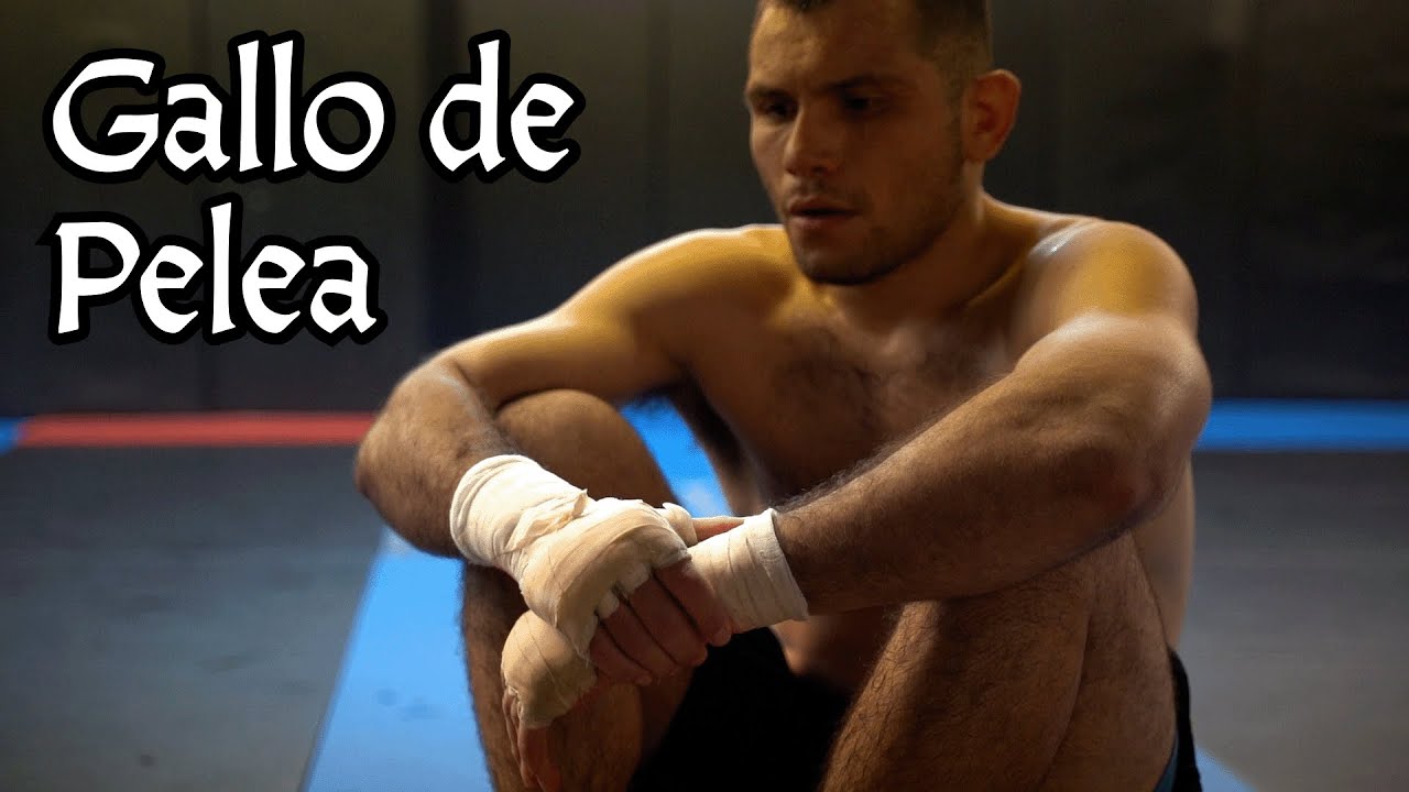 Angel Pacheco MMA - Gallo de Pelea