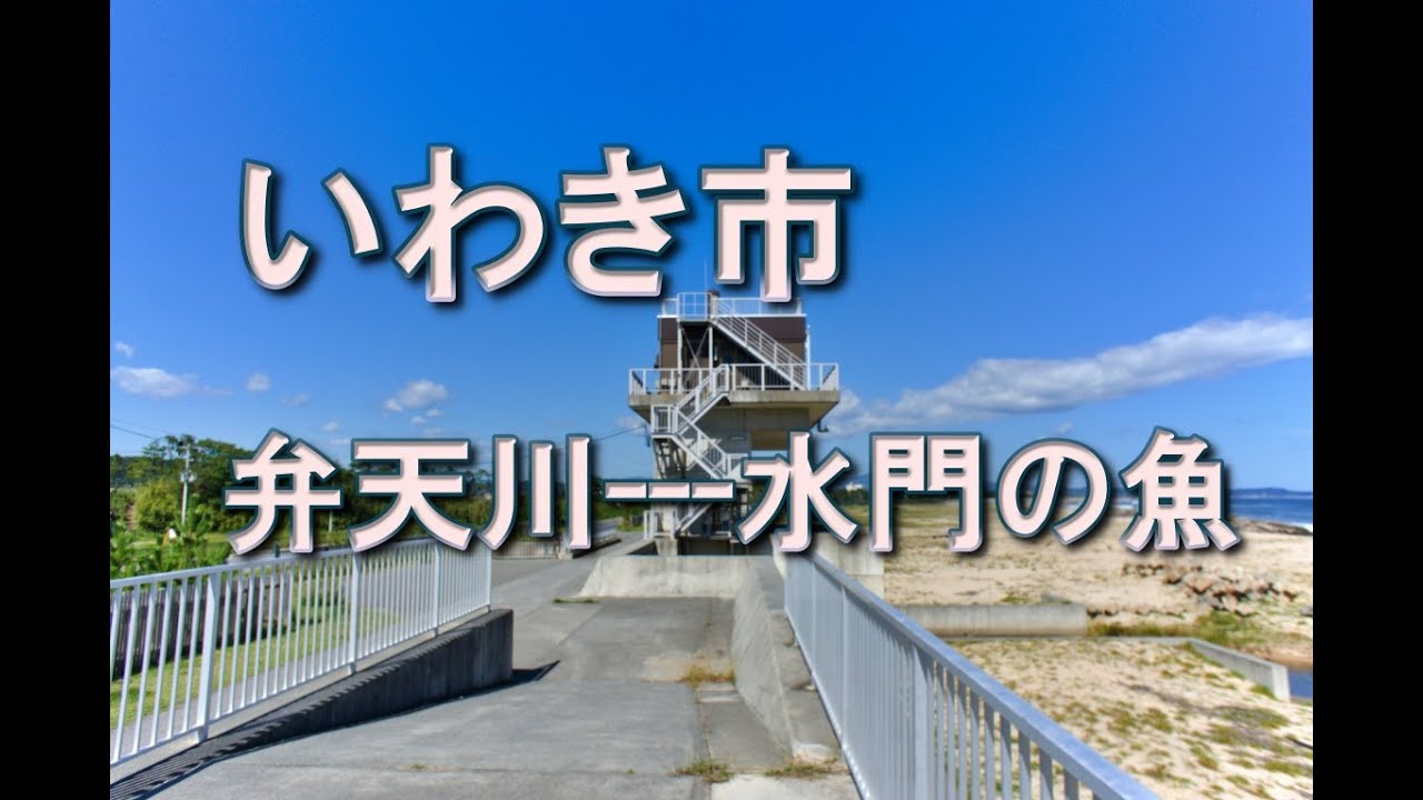 いわき市　弁天川---水門の魚　＃いわき #沼ノ内 ＃弁天川 ＃鯉 #いわき市