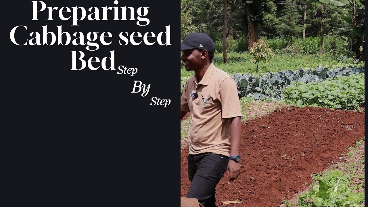 Preparing a cabbage seedbed. Step-by-Step Explained