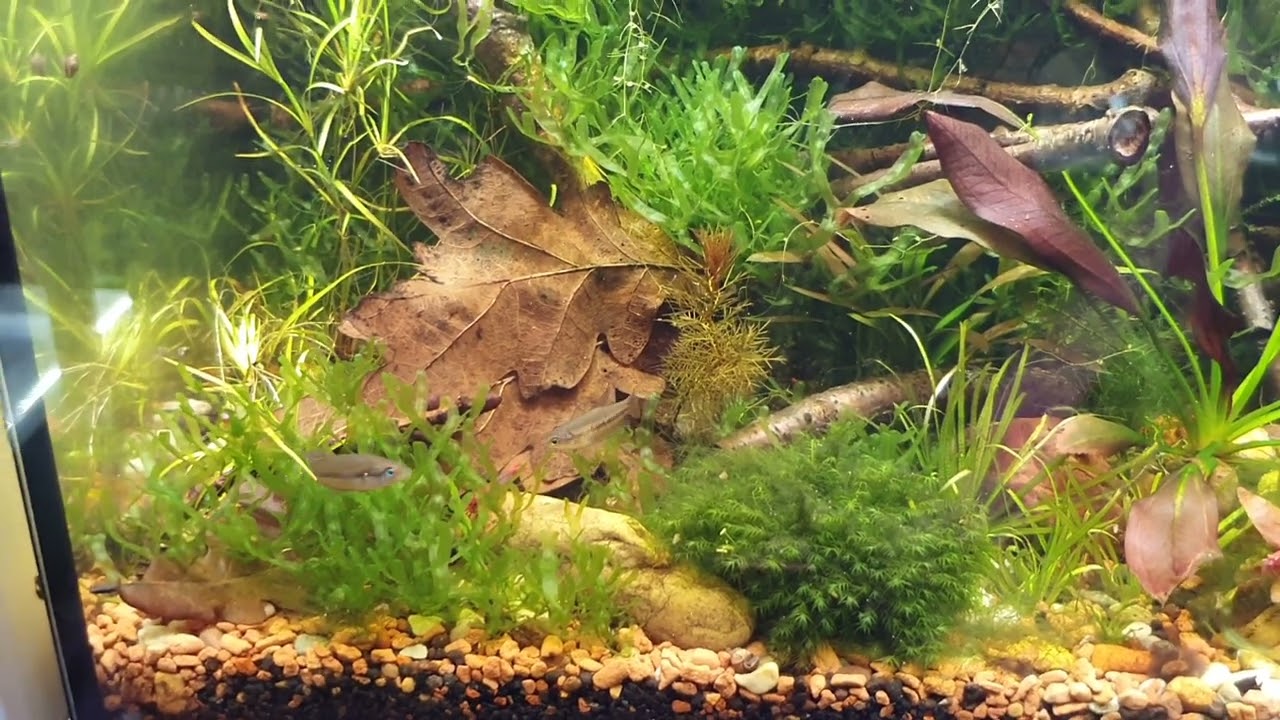 269. Skrzeczyk karłowaty -Trichopsis pumila