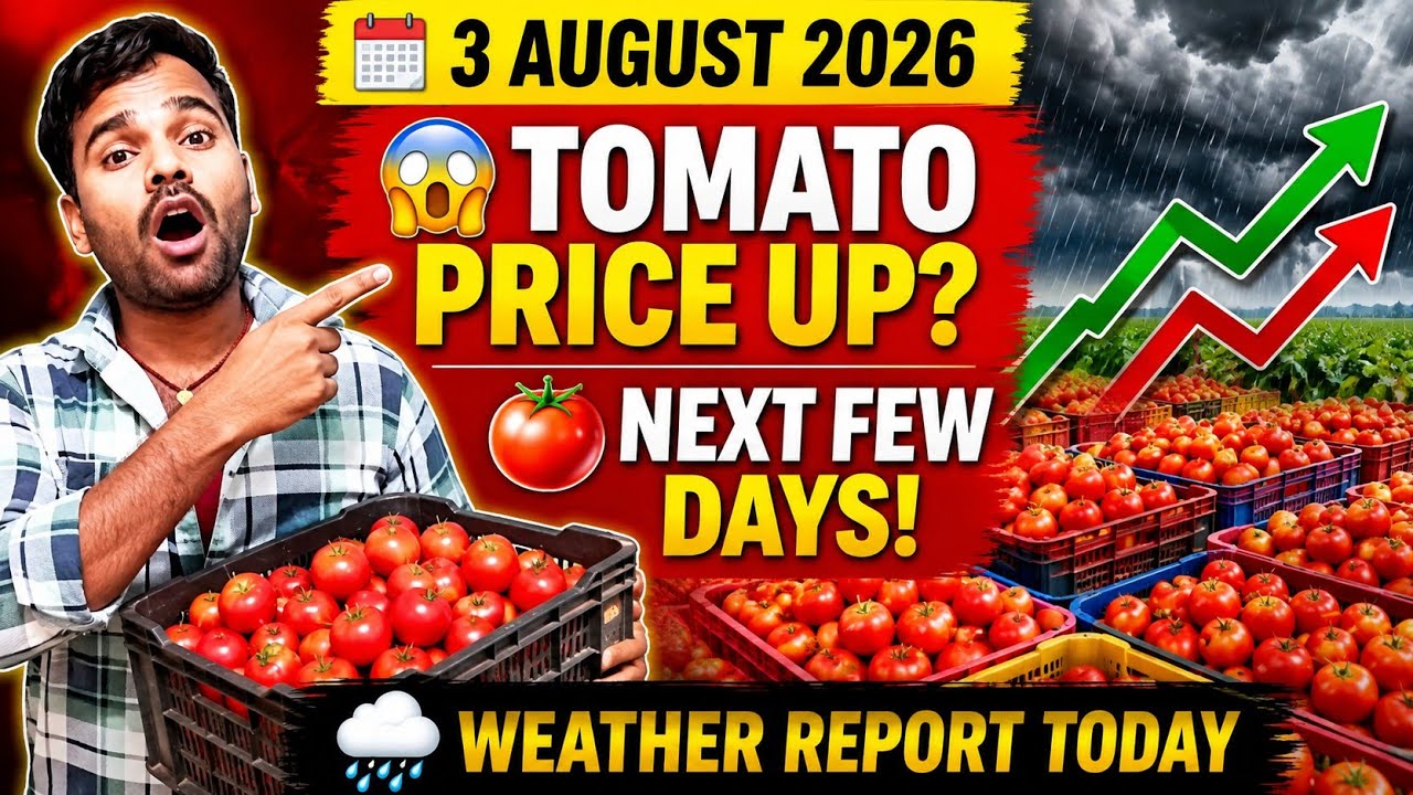 Tomato Price Today | 3 August 2026 Tomato Market Update 🍅 | Will Tomato Prices Rise or Fall? 