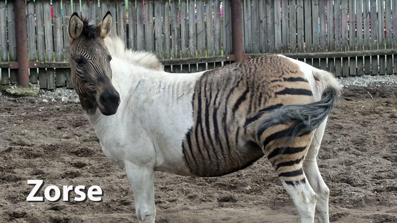 Zorse Sounds (Zebra-Horse Hybrid)