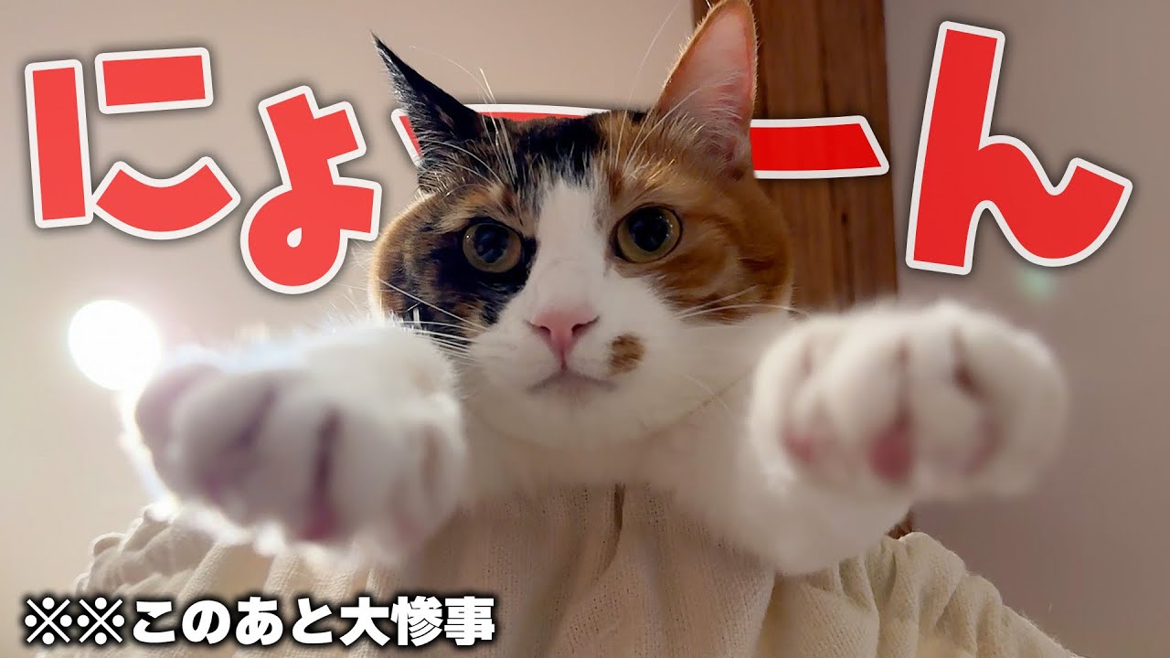 可愛い格好で寝ようとした猫が、思い切りむせてしまいました