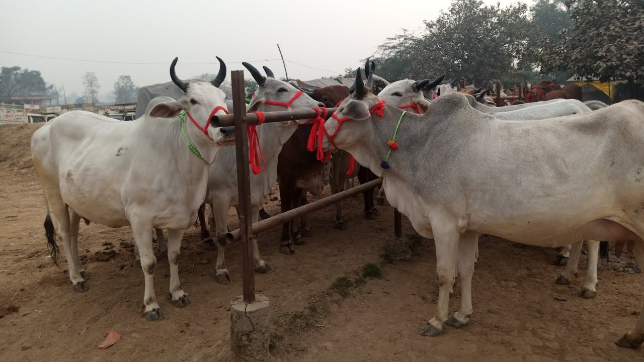 चौसा पशु मंडी