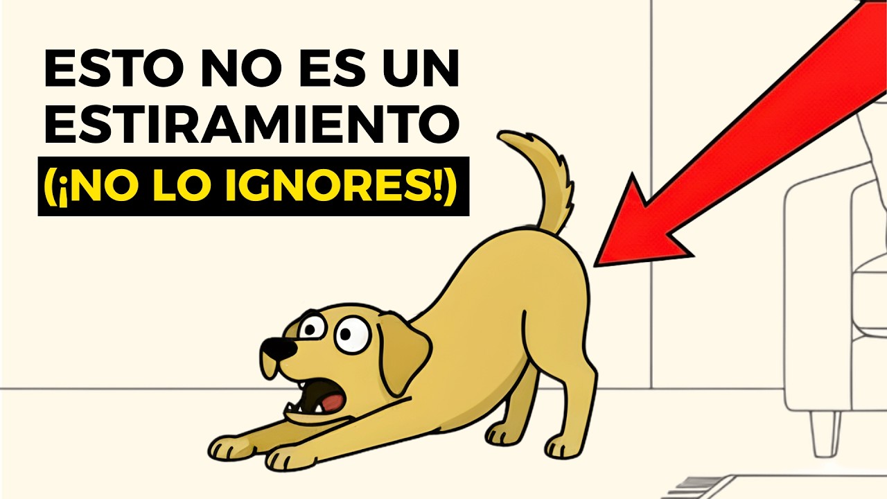 La psicología de los perros y sus comportamientos extraños (El significado oculto)