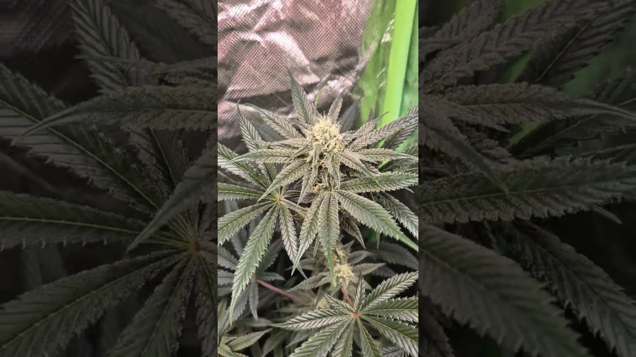 Weed Love💚Gelato 44🔥🥦