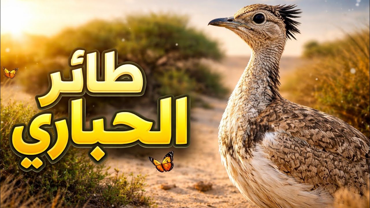 طائر الحبارى العملاق و الالماس | طائر الحبارى الذي يحبه جميع العرب 