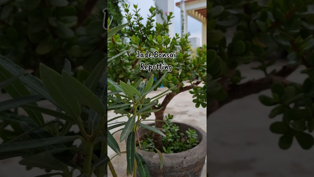 jade plant repotting | jade Bonsai 