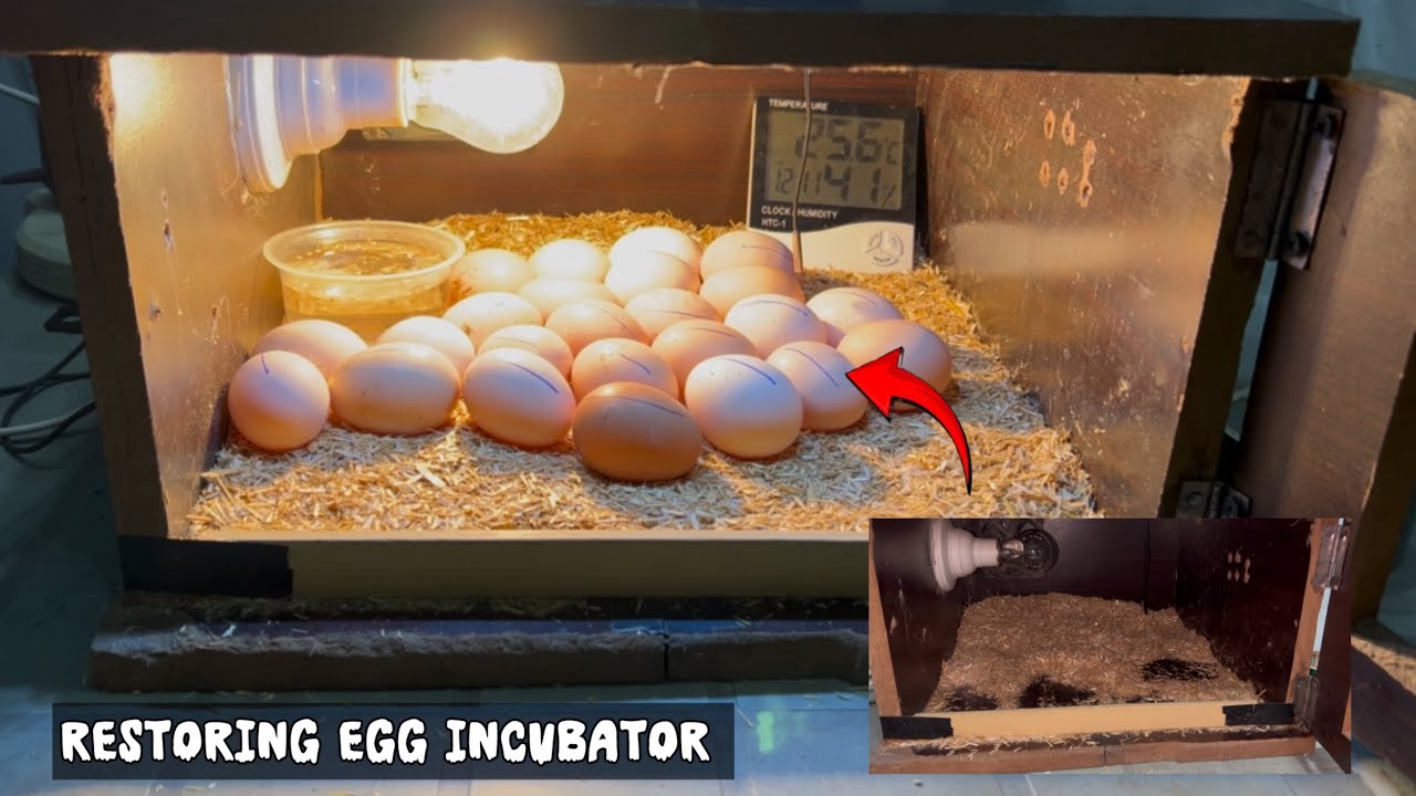 Restock the egg incubator with eggs after long time 
