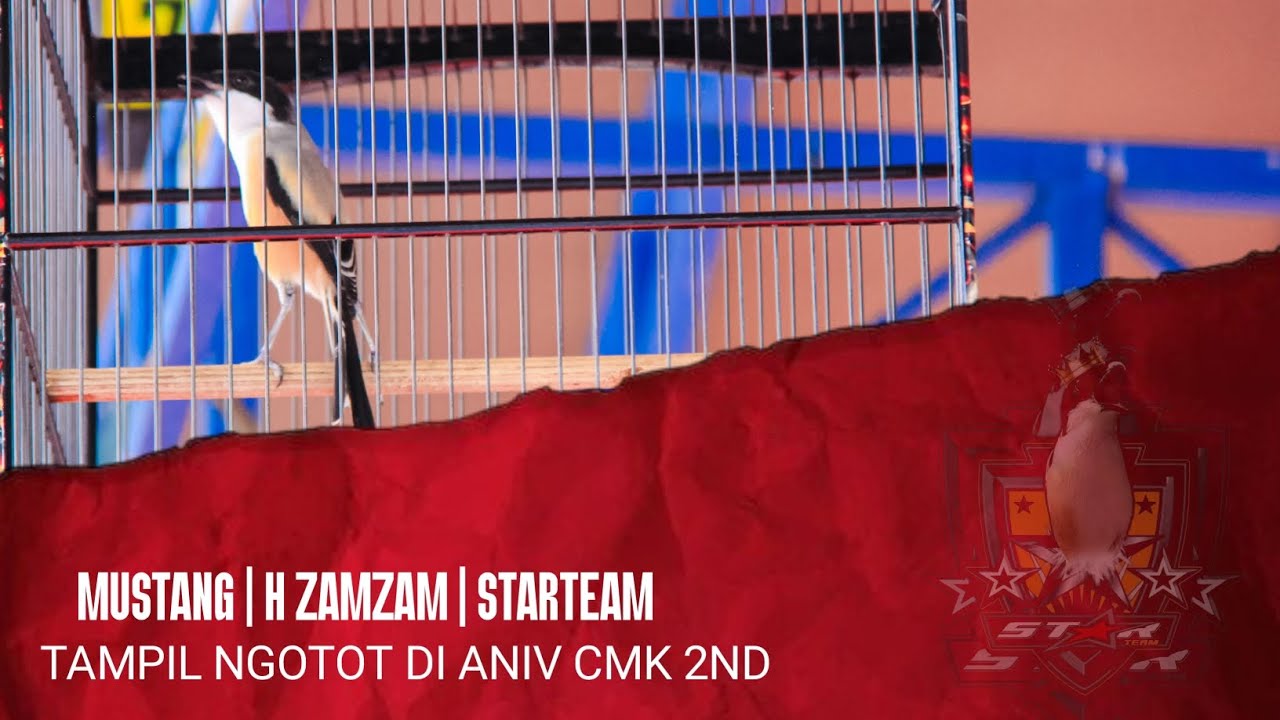 AKSI MUSTANG STARTEAM MALANG‼️ANNIVERSARY CMK 2ND