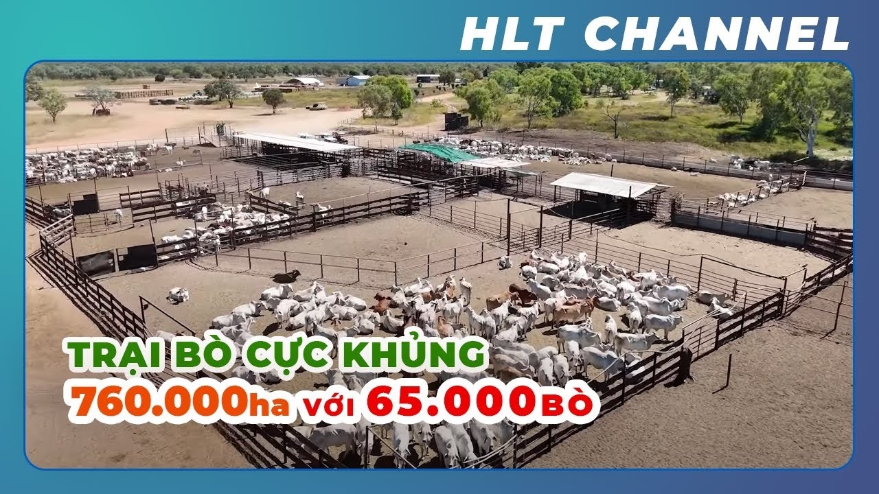 Thăm Quan & Học Hỏi Kinh Nghiệm Quản Lý Trại Quy Mô 65.000 Bò Tại Úc