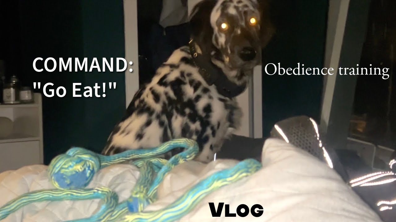 obedience training with food after work // Drip Collection EPS.11