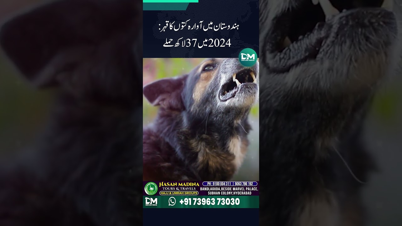 India's Stray Dog Crisis: 3.7 Million Attacks in 2024