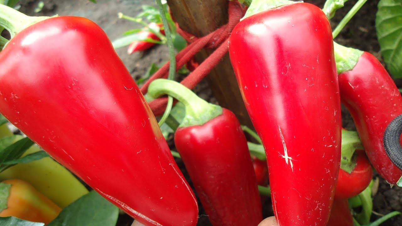 КАКИЕ СОРТА ПЕРЦА ВЫБРАТЬ ДЛЯ РЕГИОНОВ С ХОЛОДНЫМ И КОРОТКИМ ЛЕТОМ? Ольга Чернова.