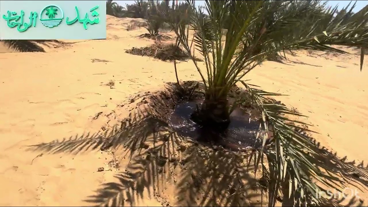 300 الف مبيعات من فدان البارحي صافي أرباح عند عمر 3 سنين ?!! 